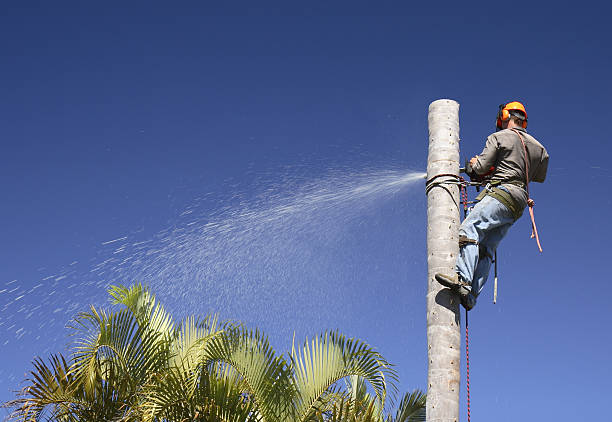 Best Tree Risk Assessment  in Bay City, TX